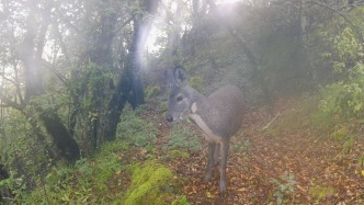 湖北堵河源保護(hù)區(qū)拍到國(guó)家一級(jí)重點(diǎn)保護(hù)野生動(dòng)物林麝活動(dòng)，其以分泌麝香而聞名