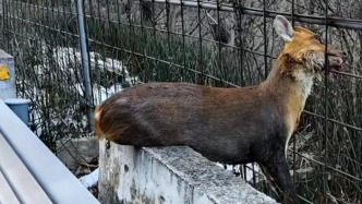 陜西太白縣采購圍網(wǎng)擬整治違法穿越“鰲太線”被質(zhì)疑影響動物遷徙