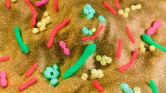 GUT：油酸又闖禍了！中山大學(xué)團(tuán)隊(duì)發(fā)現(xiàn)，慢性壓力會餓死腸道益生菌，導(dǎo)致腸道油酸水平升高，促進(jìn)癌癥轉(zhuǎn)移