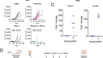 預(yù)測耐藥患者! 美國范德堡大學(xué)醫(yī)學(xué)中心：免疫治療耐藥機(jī)制新見解