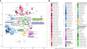 DNA甲基化分類器重要更新！中樞神經(jīng)系統(tǒng)腫瘤分類擴(kuò)展至184個(gè)亞類，準(zhǔn)確率高達(dá)95%
