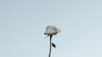 季節(jié)性抑郁：每年秋風(fēng)一起，樹葉落下的時候，它也來了……