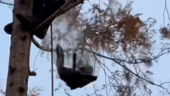 退役老兵爬30米高的大樹救貓：我以前是通信兵，退役后堅持鍛煉