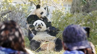 旅日大熊貓“曉曉”“蕾蕾”將于明年1月回國