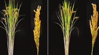 有望重塑全球水稻產(chǎn)業(yè)格局！雜交水稻留種技術(shù)再度斬獲國際大獎