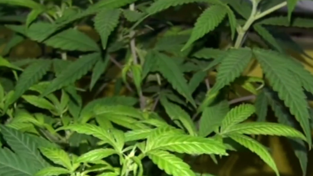 海歸花60元買種子育出30株大麻售賣，每株獲利1萬被刑拘