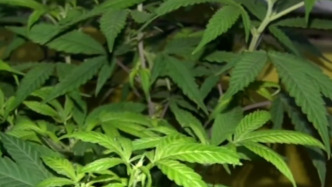 海歸花60元買種子育出30株大麻售賣，每株獲利1萬被刑拘