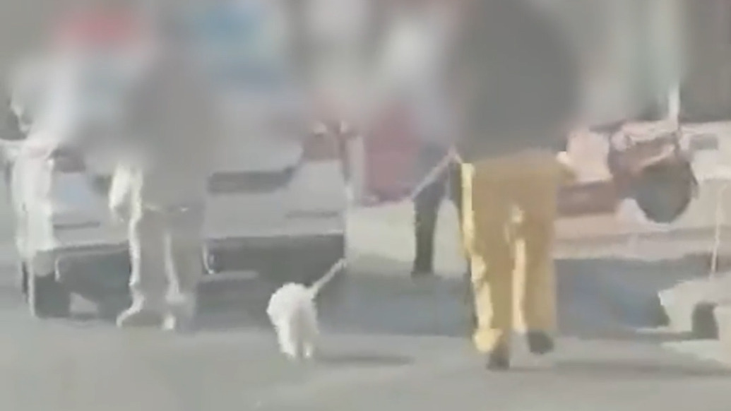 河北围场警方通报“警车上下来3人未穿警服牵着宠物狗”:涉事辅警被解除劳动关系