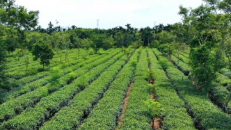 海南澄迈获批国家地理标志保护示范区，系海南省首个