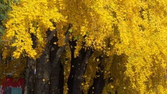 此刻姑苏｜风一吹，苏州就落了“金”