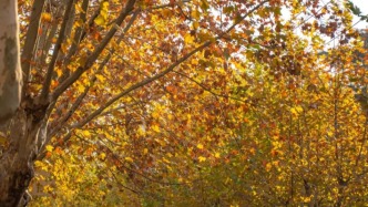 此刻姑苏｜悬铃木也浪漫