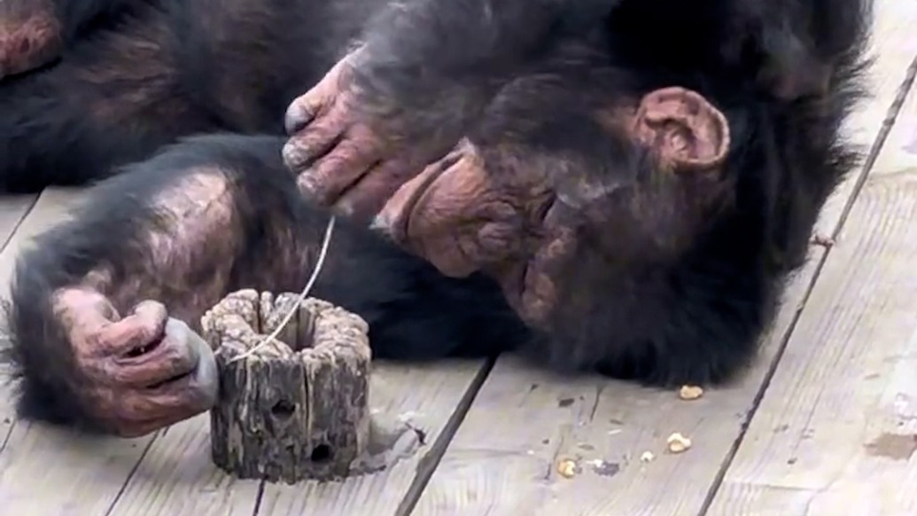 “丢那猩”打火机被没收犯烟瘾？南宁动物园：会立即清理游客丢入的打火机
