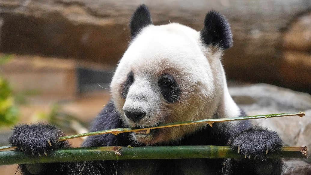 日本上野“大熊貓專任大使”：一想到沒有大熊貓，我就有危機感