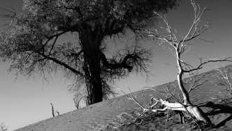 看展覽｜生命禮贊，李為民鏡頭下的胡楊風(fēng)骨