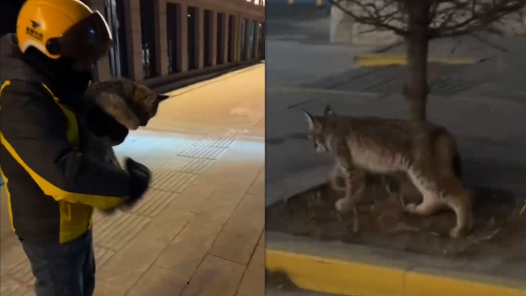 送餐途中偶遇猞猁，外賣員抱起等救援