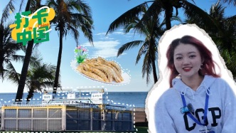 打卡中国｜初到湛江追海豚、登海岛、逛渔市，“鲜美”扑面来