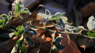 預(yù)計今冬氣溫接近常年同期到偏高，但強降溫和升溫事件頻繁