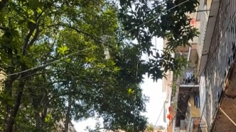 大院芒果树被指遮挡隔壁居民楼采光，福州同春药业：正在处理