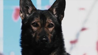 打造中国警犬自主品牌！公安部部署开展本土警用犬种推广工作