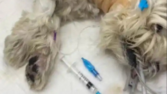 北京寵物犬中毒刑案受害人：公訴機(jī)關(guān)已駁回刑事抗訴申請