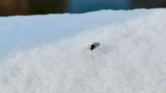 北京雪地驚現(xiàn)蚊子爬行，蚊子出現(xiàn)抗寒性了？