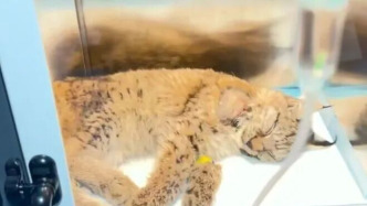 西寧野生動物園：被外賣小哥救下的小猞猁昨日凌晨不治