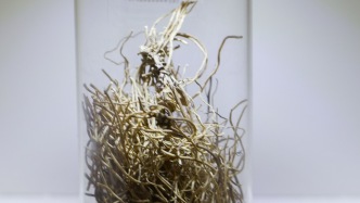 對于細辛，要學(xué)會善用，而不是不用！