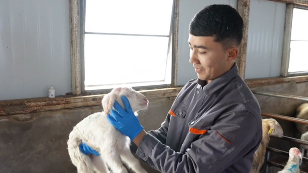 强冷空气来袭，新疆巴州多举措保障羊羔幼崽成活率