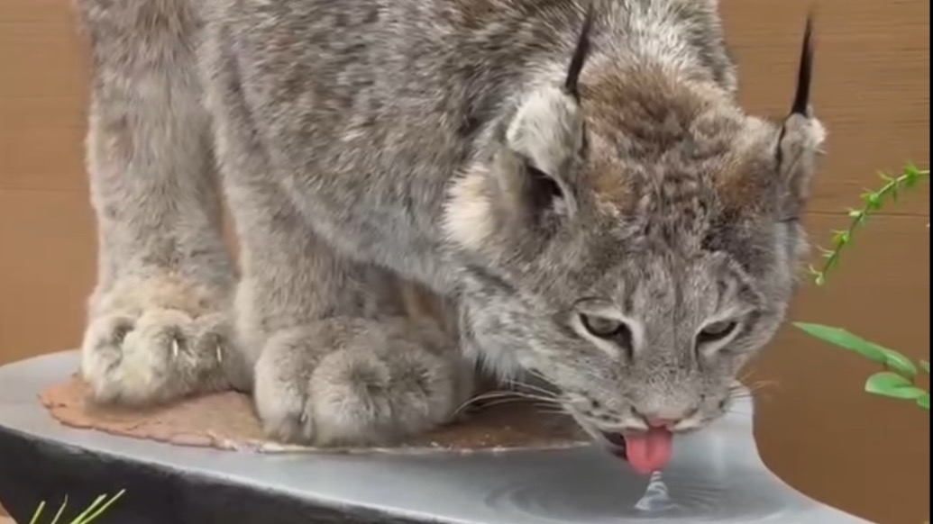 動(dòng)物喝的水都清晰可見，中國(guó)動(dòng)物標(biāo)本大賽首次在滬舉辦