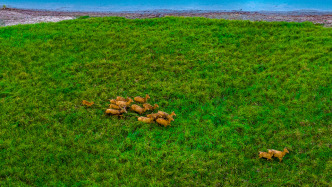 生態(tài)環(huán)境法典草案三審稿亮相：緊急情況下造成野生動物損害不擔(dān)責(zé)