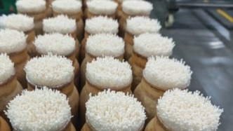 视频丨自主育种+智能生产双轮驱动 小菌菇也做成大产业