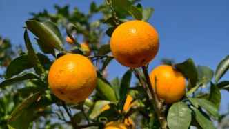廉江甜美受追捧：红橙的甜里饱含热爱，平山岗蝶变写满赤子情