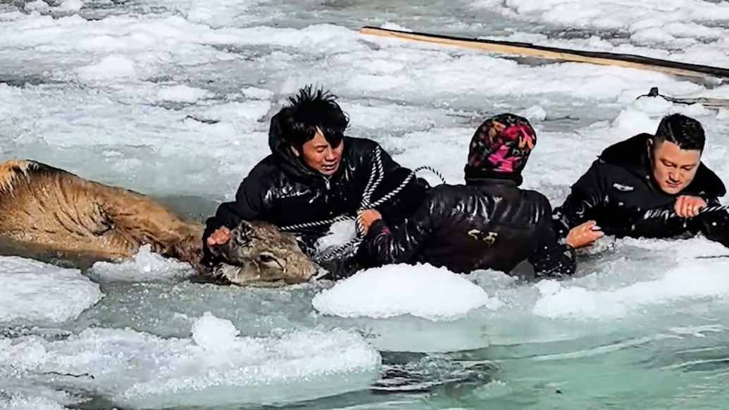 3只国家一级保护动物白唇鹿陷入冰窟，警民-10°C冰河中协作救出