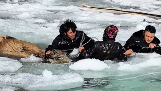 3只国家一级保护动物白唇鹿陷入冰窟，警民-10°C冰河中协作救出