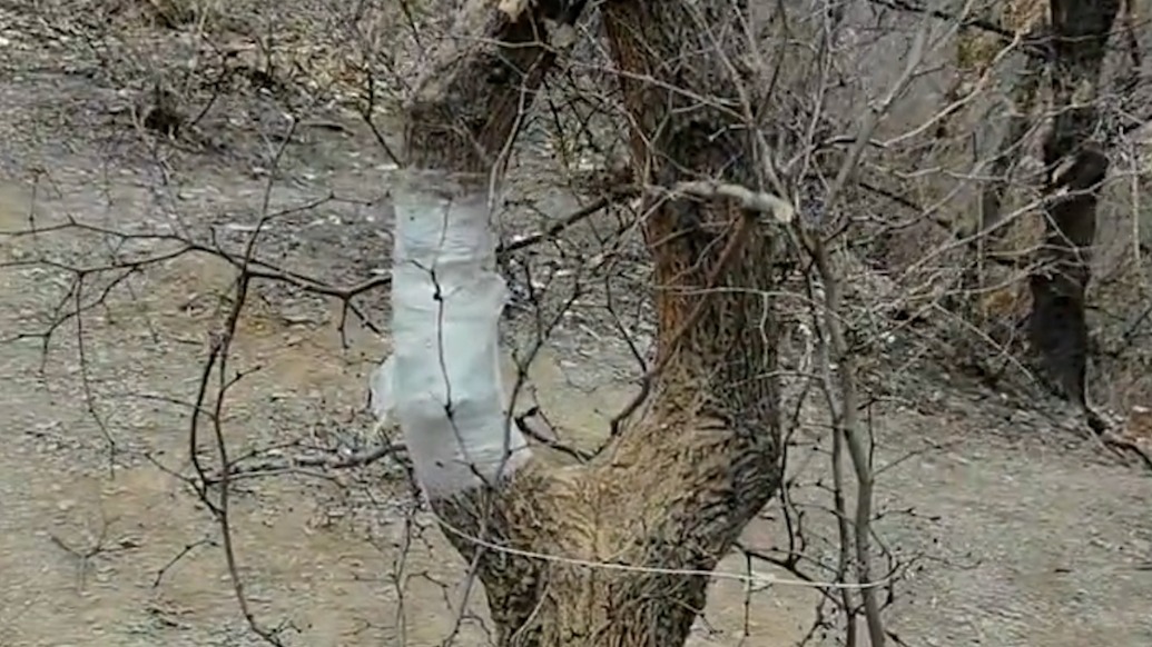 河南濟(jì)源一“網(wǎng)紅樹(shù)”被惡意破壞，鎮(zhèn)政府：已實(shí)施專(zhuān)業(yè)化搶救，警方開(kāi)展調(diào)查