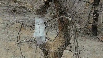 河南濟源一“網(wǎng)紅樹”被惡意破壞，鎮(zhèn)政府：已實施專業(yè)化搶救，警方開展調(diào)查