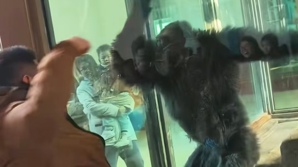 这表演不请自来,济南动物园大猩猩与游客“斗舞”