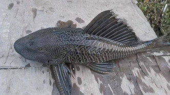 入侵物種“清道夫”威脅海南昌江漁業(yè)，官方倡議全民捕撈整治