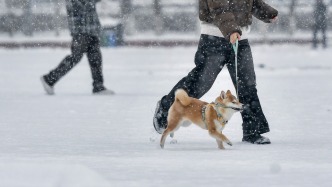 違法養(yǎng)犬處罰力度加碼：明年起，遛狗不拴繩傷人最高拘10日