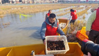 冬天也有小龍蝦吃！湖北潛江冬蝦開捕：“季節(jié)限定”邁向“全年供應(yīng)”