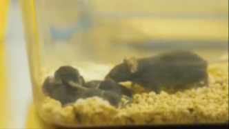 随神舟二十一号载人飞船返回的“太空小鼠”已成功孕育幼仔