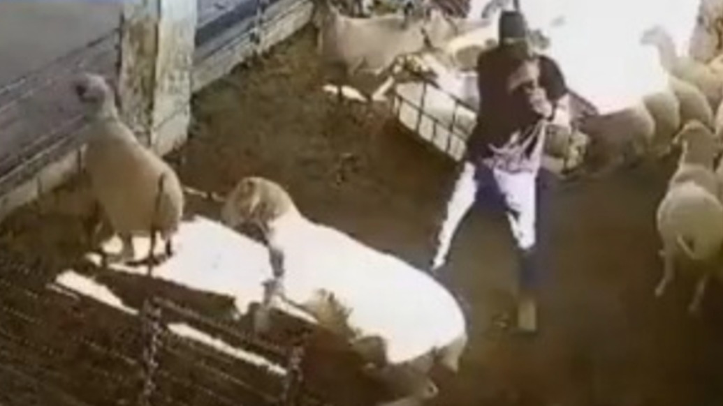 震惊！犹太人定居者夜闯巴民宅伤人杀羊