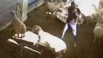 震驚！猶太人定居者夜闖巴民宅傷人殺羊