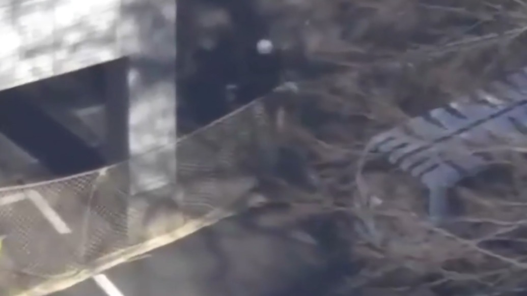 日本东京多摩动物公园一头狼逃脱，游客已被紧急疏散