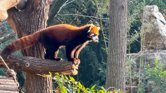 上海将赠两只小熊猫到台北，两市开展物种交流和保育合作