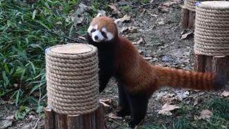 上海與臺(tái)北將互贈(zèng)小熊貓、黑腳企鵝，開(kāi)展物種交流和保育合作