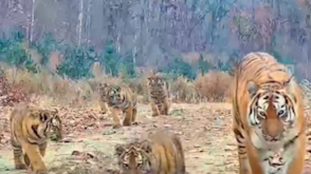 世界罕見！中國首次拍到野生東北虎“一虎帶五崽”