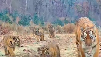 世界罕見！中國首次拍到野生東北虎“一虎帶五崽”