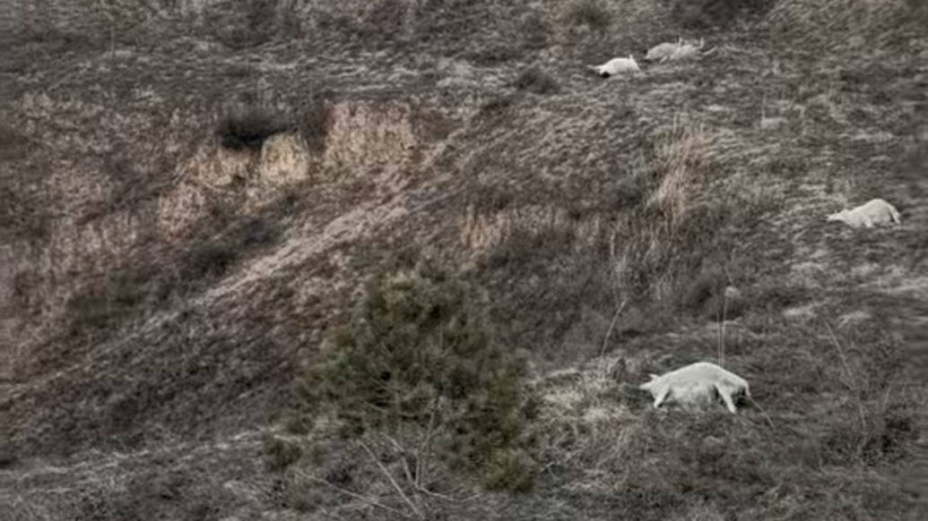 山西晋中一农户称上百只羊食用有毒玉米粒死亡,警方:刑侦已介入