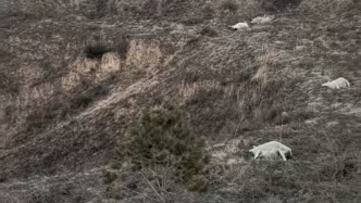 山西晉中一農(nóng)戶稱上百只羊食用有毒玉米粒死亡，警方：刑偵已介入